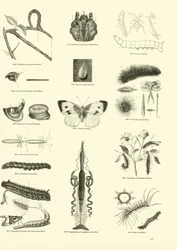 Seite aus dem Bildmuseum der belebten Natur