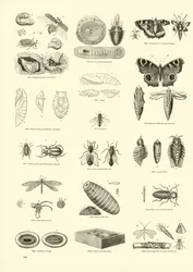 Seite aus dem Bildmuseum der belebten Natur