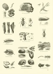 Seite aus dem Bildmuseum der belebten Natur