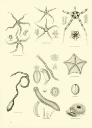 Seite aus dem Bildmuseum der belebten Natur