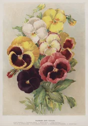 Stiefmütterchen und Veilchen
