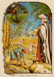 Gleichnisse, Weizen und Unkraut