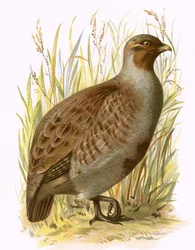 Rebhuhn