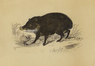 Pekari (Farblithografie)