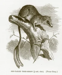 Federbusch-Spitzhörnchen, Illustration aus The Royal Natural History