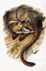 Petrogale Xanthopus
