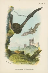 Zwergfledermaus oder Gemeine Fledermaus