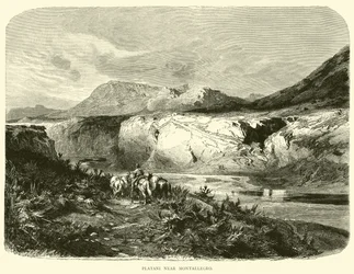 Platani bei Montallegro