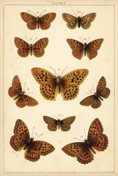 Tafel aus Unserer Länder Schmetterlinge und Motten