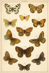 Tafel aus Unseres Landes Schmetterlinge und Motten