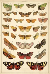 Tafel aus Unseres Landes Schmetterlinge und Motten