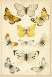 Tafel aus Unseres Landes Schmetterlinge und Motten (Chromolithografie)