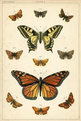 Tafel aus Unseres Landes Schmetterlinge und Motten (Chromolithografie)