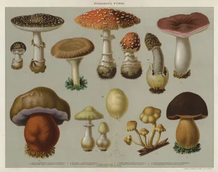 Giftige Pilze (Farblithographie)