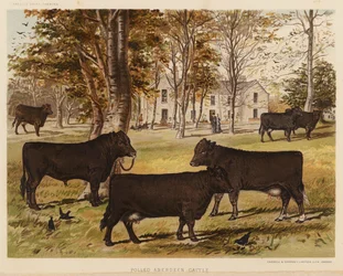 Polled Aberdeen Rinder