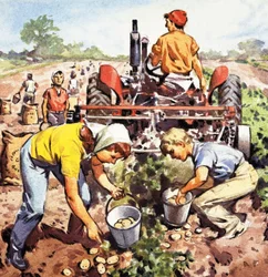 Kartoffelernte