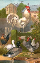 Geflügelhof, Ententeich und Taubenhaus