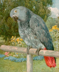 Pretty Polly