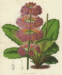 Primula Japonica