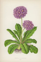 Primula Pulcherrima