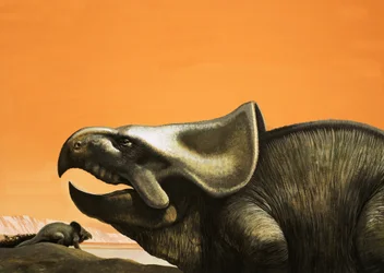 Protoceratops