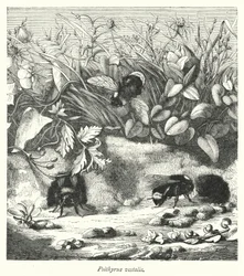 Psithyrus vestalis (Kupferstich)