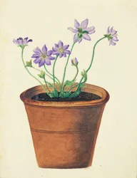 Lila Blumen in einem Terrakottatopf, ca. 1825