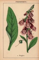 Roter Fingerhut, aus "The Instructive Picturebook, or Lessons from the Vegetable World," [Charlotte Mary Yonge], Edinburgh