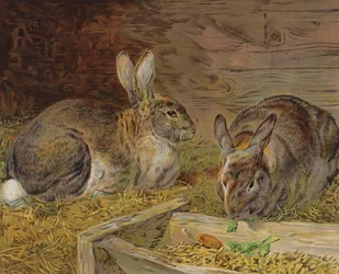 Kaninchen in einer Scheune