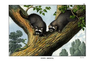 Waschbär