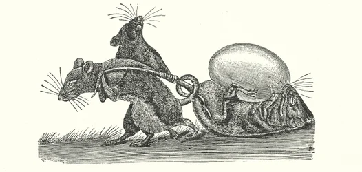 Ratten tragen ein Ei nach Hause (Gravur)