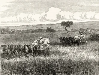 Ernte in Süd-Adelaide, ca. 1880, aus 