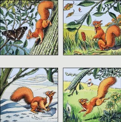 Rotes Eichhörnchen
