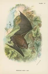 Rötlich-graue Fledermaus