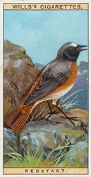 Rotschwanz