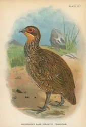 Reichenows Nackthalsfrankolin