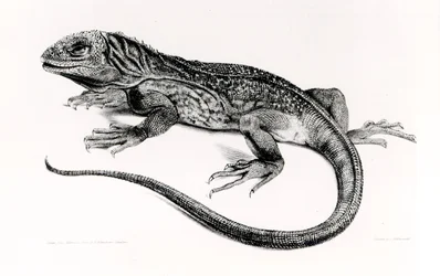 Reptil, Illustration aus 