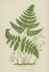 Steifer Dreizweigiger Tüpfelfarn (Farblithografie)