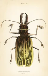 Säbelzahn-Langhornkäfer, Macrodontia cervicornis (Prionus cervicornis)