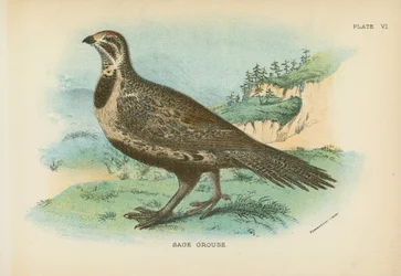 Weise Henne
