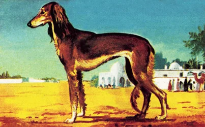 Saluki