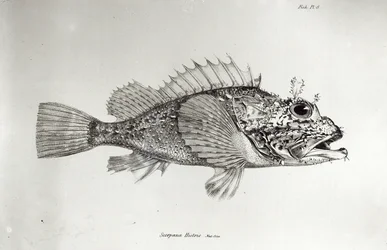 Skorpionfisch, Tafel 8 aus „The Zoology of the Voyage of H.M.S Beagle, 1832-36“ von Charles Darwin