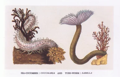 Seegurke und Röhrenwurm, Natur in Großbritannien, veröffentlicht von Collins