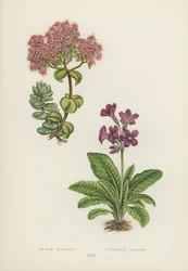 Sedum Ewersii; Primula Amoena