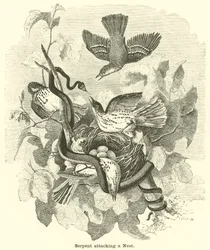 Schlange greift ein Nest an