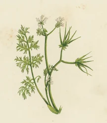 Hirtennadel, Scandix Pecten