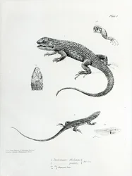 Schindelleguan, Illustration aus 