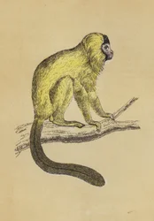 Seidenäffchen
