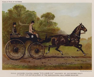 Einspänner Phaeton Pferd "Columbine," Eigentum von Charles Baynes Esq