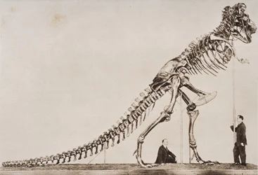 Skelett des Tyrannosaurus Rex im American Museum of Natural History, aus 